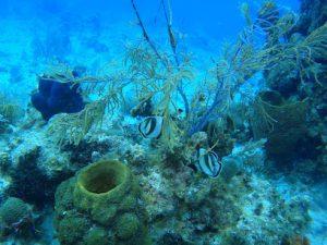 Seafari Turkoise - Dive Center